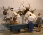 2006 Trophy Show Vendors: Tom Auville Taxidermy